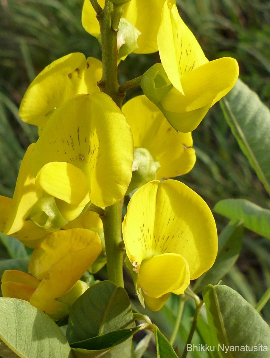 Crotalaria micans Link